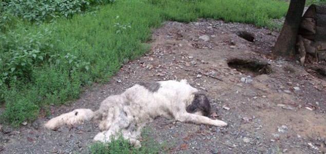 Očajno stanje u državnom prihvatilištu za pse u Doboju