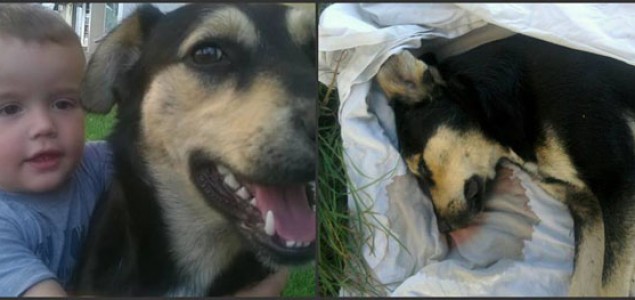 Nastavljeni zločini nad životinjama: Upucan još jedan napušteni pas