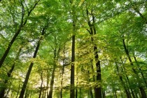 UN: Do 2030. treba zaustaviti nestajanje tropskih šuma