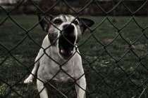 10 najčešćih uzroka agresije kod pasa