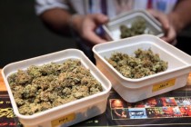 “Reforme se ubrzavaju”, marihuanu legalizira sve veći broj američkih država