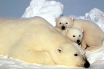 Polarni medvjedi izumiru, a politika ne čini ništa