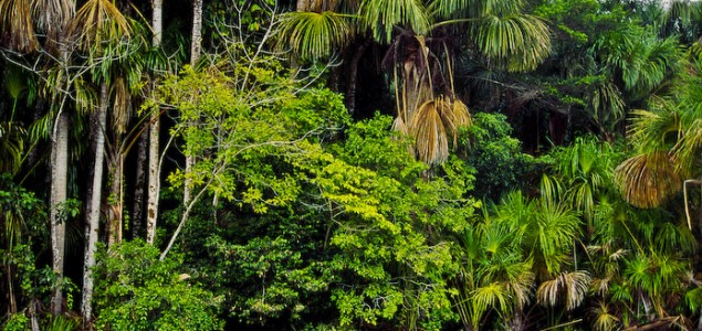 Peruanske šume skladište više CO2 nego što SAD emituju