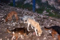 Prihvatilišta za pse u Trebinju i Foči: psi izgladnijeli i prepušteni sami sebi