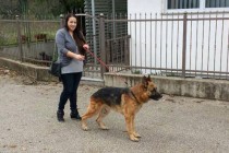 Udomljavanje pasa lutalica u Mostaru