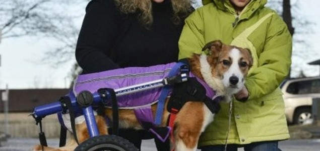 Paralizirani pas iz BiH koji je ostavljen da umre sretni dom našao u Kanadi