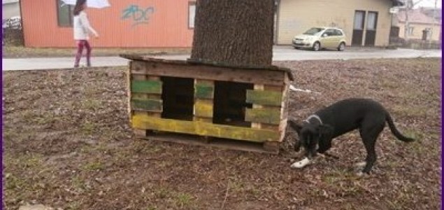 ZAJEČAR: Postavljene prve kućice za napuštene pse i mačke!