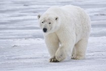 Polarni medvedi izumiru do kraja veka?