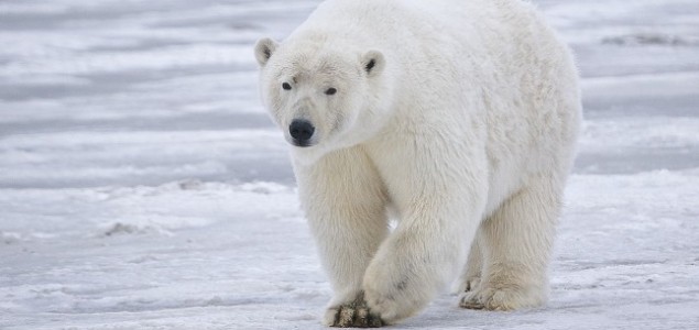 Polarni medvedi izumiru do kraja veka?