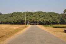 Veliki Banjan: Drvo koje izgleda kao cijela šuma (najšire drvo na svijetu)