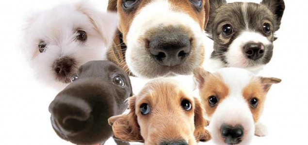 Zanimljive činjenice o psima koje bi svaki vlasnik trebao znati