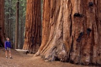 Nacionalni park Sequoia: Zemlja divovskih stabala, SAD