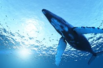 Putovanje plavog kita – najdulja migracija na svijetu
