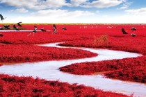 Crvena Plaža Panjin, Kina