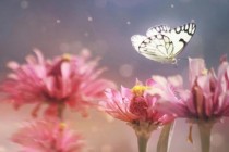 Čarobni svijet insekata, prekrasne makro fotografije by Lee Peiling