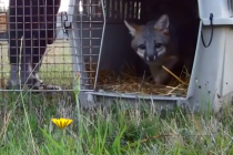 Video: Reakcije životinja puštenih na slobodu