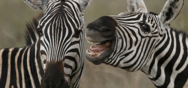 Tajna pruga: Zašto su zebre crno-bele?