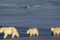 Sjevernih medvjeda bit će sve manje zbog zatopljenja