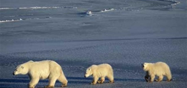Sjevernih medvjeda bit će sve manje zbog zatopljenja