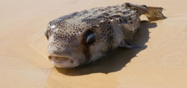 Na crnogorskom primorju ulovljena jedna od najotrovnijih riba na svetu