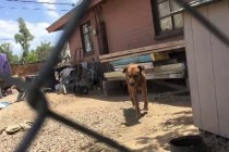 Prva šetnja psa koji je više od deset godina neprestano bio vezan (VIDEO)