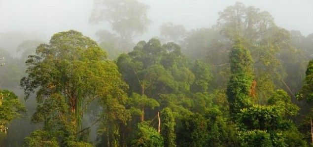 Tropske šume veličine Indije nestat će do 2050.