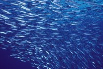 Morska populacija prepolovila se od 1970. godine