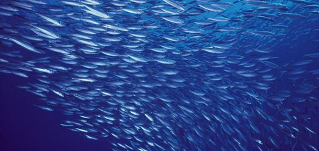 Morska populacija prepolovila se od 1970. godine