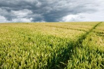 Dvije trećine zemalja EU-a izjasnilo se protiv GMO-a