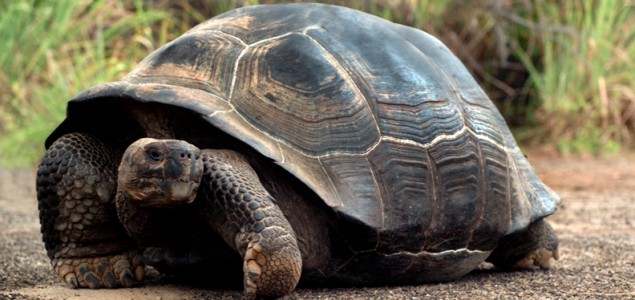 Otkrivena nova vrsta džinovske kornjače