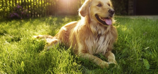 7 stvari koje radite koje nevjerojatno iritiraju vašeg psa, a to ni ne znate
