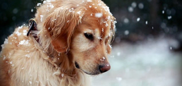 Pomozite napuštenim životinjama u hladnim danima