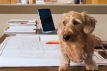 Prisustvo psa na poslu povećava produktivnost radnika i profit firme
