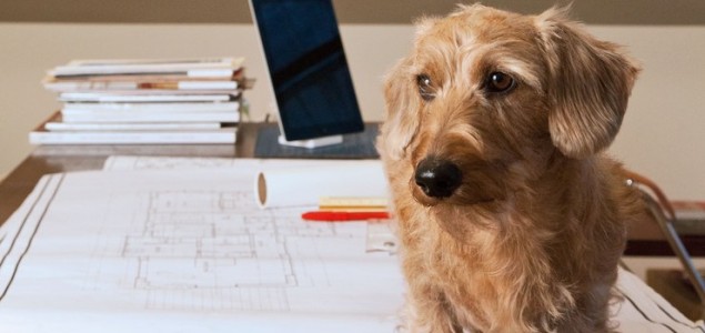 Prisustvo psa na poslu povećava produktivnost radnika i profit firme