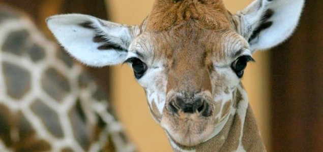 Otkriveno kako su se žirafama produžili vratovi
