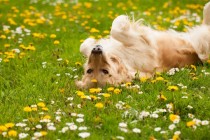 Zašto se psi valjaju po travi?