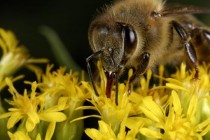 Južna Afrika: Pčele mogu preživjeti i bez mužjaka