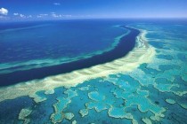 Izbijelilo više od jedne trećine Velikog koraljnog grebena
