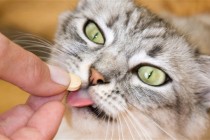 Kako mački podvaliti tabletu