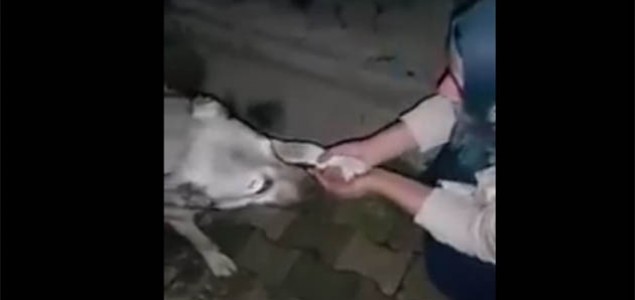 Pogledajte kako je pas zahvalio djevojci koja mu je dala vode