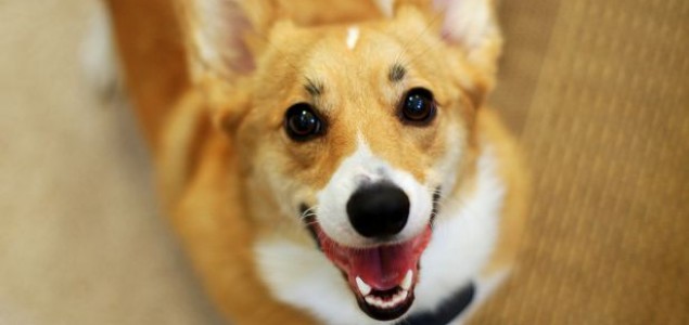 Prepoznaju li psi ljudske izraze lica?