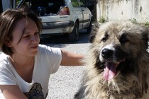 Dalida Kozlić: Psi su vještački stvorena meta i proglašeni su zlom u društvu