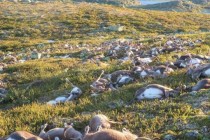 Zbog čega je ubijeno 80.000 arktičkih sobova?