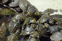 Kako Peru spašava jednu vrstu kornjača od izumiranja?