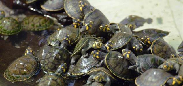 Kako Peru spašava jednu vrstu kornjača od izumiranja?