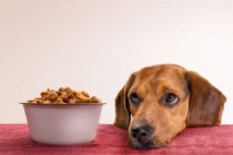 Namirnice kojima možete hraniti svog psa, a i vi ih konzumirate