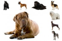Psi zaštitnici: Je li vaš pas među njima?
