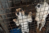 Azil u Prači trenutno dom za 500 pasa: Radnici i zaštitari životinja ih hrane i čiste