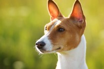 Istraživanje pokazalo da psi mogu “pričati” s ljudima
