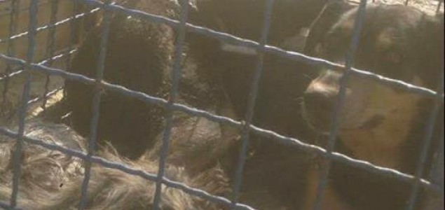 Gradski azil u Zenici: Pakao za pse